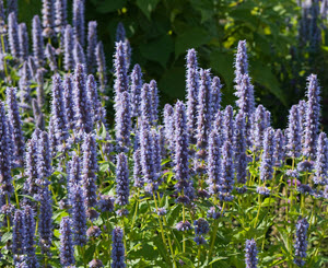 Agastache 'Blue Fortune'