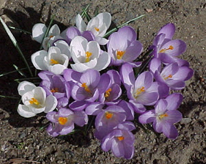 KROKUS