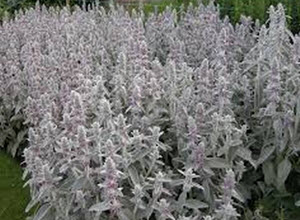 Stachys byzantina