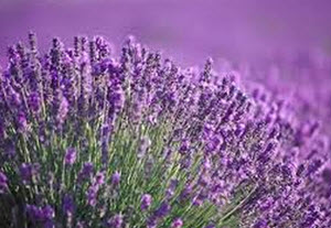 lavender