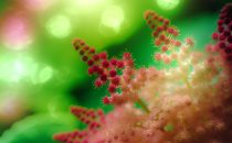 Astilbe