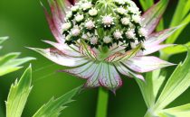 Astrantia