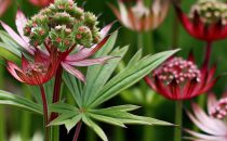 Astrantia