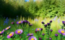 Asters
