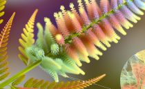 Astilbe
