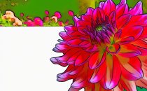 Dahlia