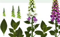 Digitalis