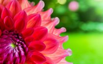 Dahlia