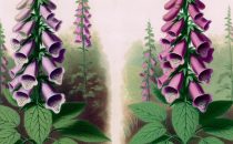 Digitalis