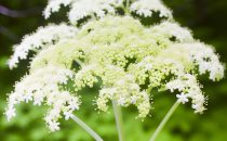 Fläderblomma