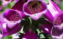 Fingerborgsblomma
