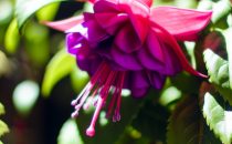 Fuchsia