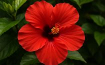 Hibiskus