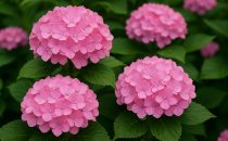 Hortensia