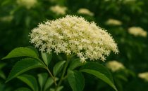 Fläderblomma