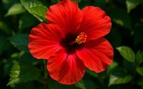 Hibiskus