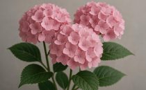 Hortensia