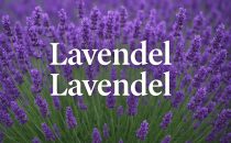 Lavendel
