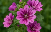 Malva