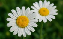Margerit