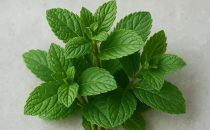 Pepparmynta