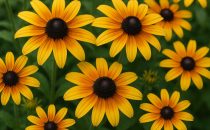 Rudbeckia