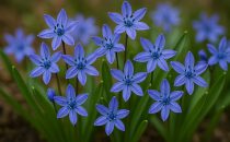 Scilla