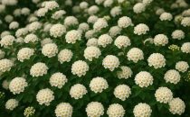 Spirea